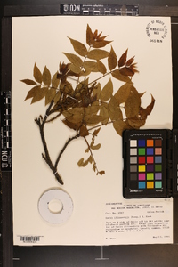 Carya illinoinensis image