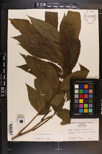 Carya illinoinensis image