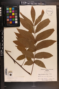 Carya illinoinensis image