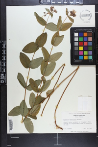 Hypericum graveolens image