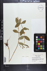 Hypericum graveolens image