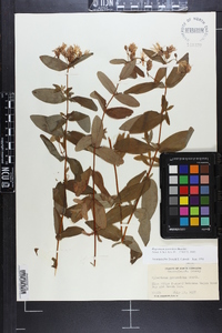 Hypericum graveolens image