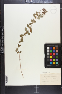 Hypericum ellipticum image