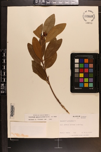 Illicium parviflorum image