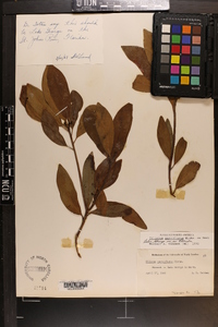 Illicium parviflorum image