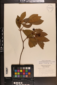 Illicium parviflorum image