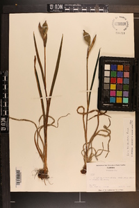 Iris tridentata image