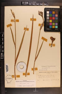 Iris tridentata image