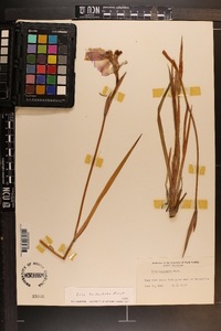 Iris tridentata image