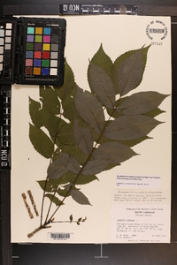 Juglans cinerea image