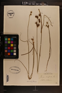 Juncus scirpoides image