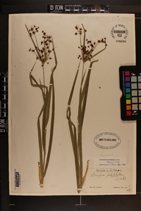 Scirpus polyphyllus image