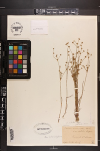 Juncus debilis image