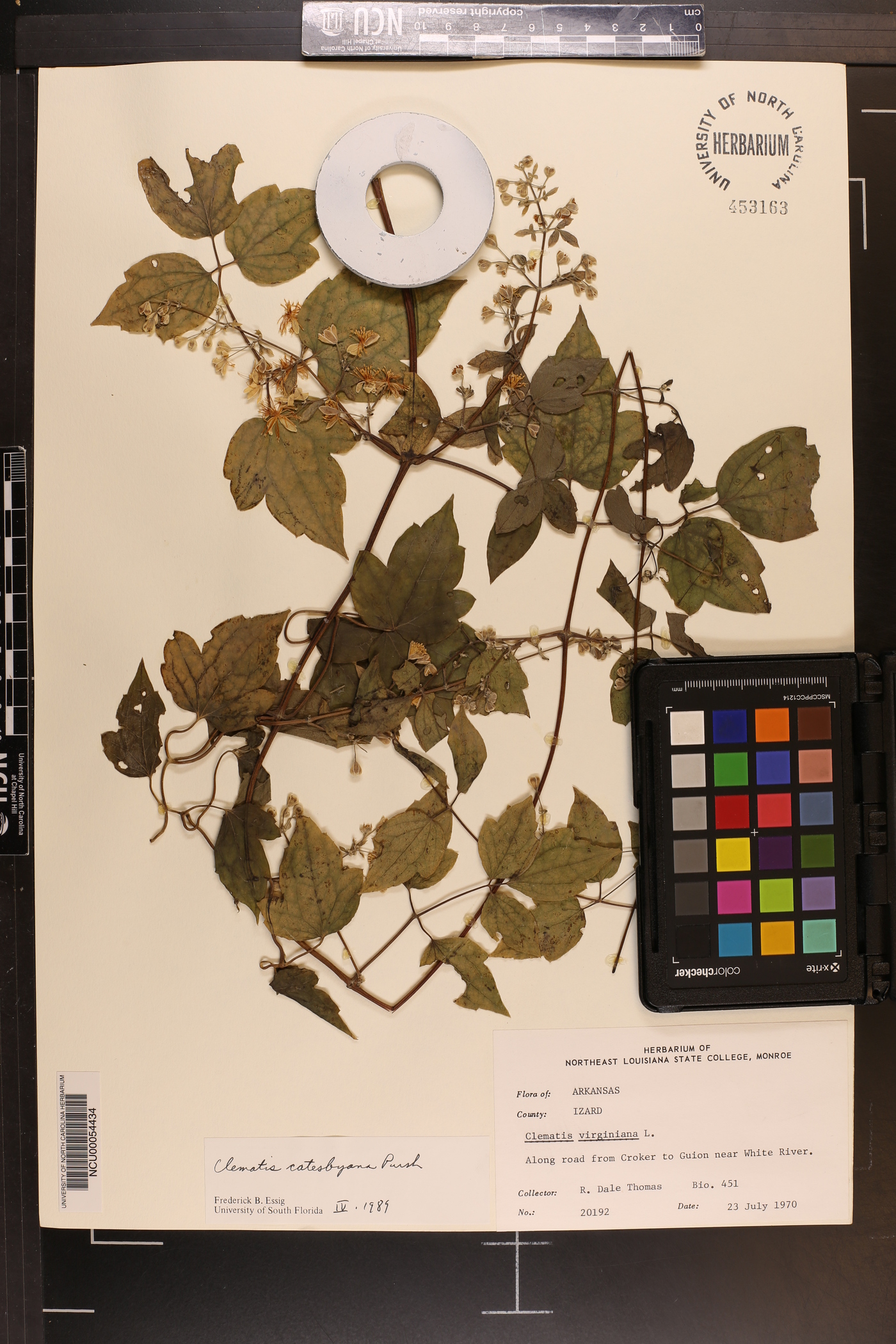 Clematis catesbyana image