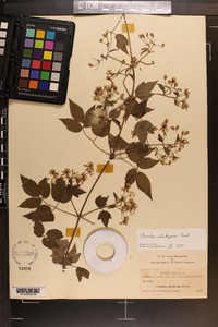 Clematis catesbyana image