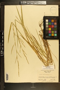 Glyceria septentrionalis image