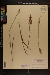 Platanthera nivea image