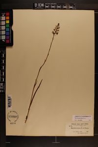 Platanthera nivea image