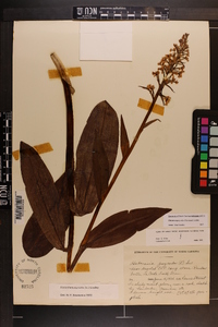 Platanthera psycodes image