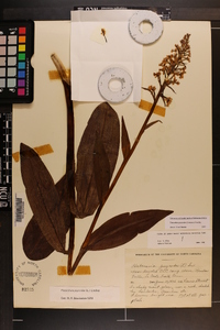 Platanthera psycodes image