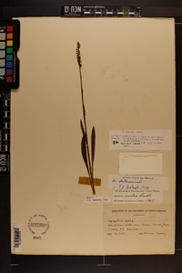 Spiranthes ovalis image