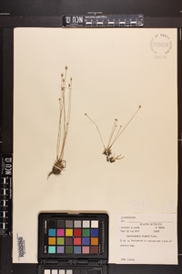 Lachnocaulon digynum image