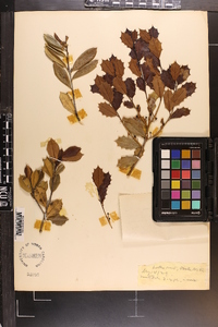 Ilex opaca var. arenicola image