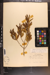 Ilex opaca var. arenicola image