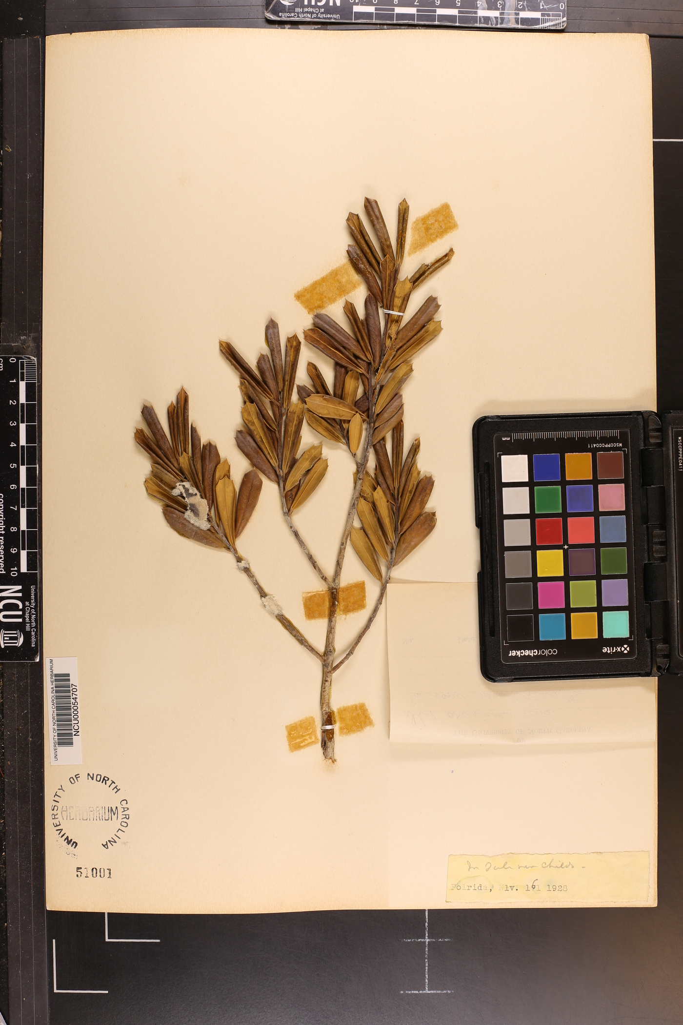 Ilex opaca var. arenicola image