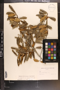 Ilex opaca var. arenicola image