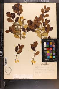 Ilex opaca var. arenicola image