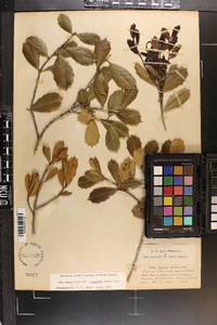 Ilex opaca var. arenicola image