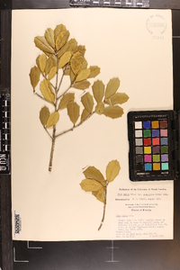 Ilex opaca var. arenicola image