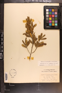 Ilex opaca var. arenicola image