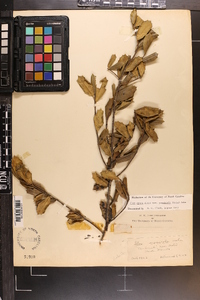 Ilex opaca var. arenicola image