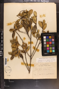 Ilex opaca var. arenicola image