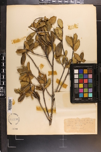 Ilex opaca var. arenicola image