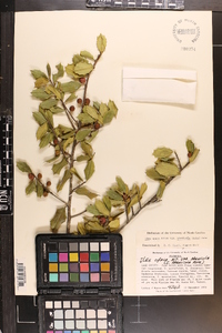 Ilex opaca var. arenicola image