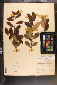 Ilex opaca var. arenicola image