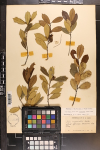 Ilex opaca var. arenicola image