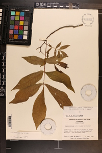 Carya pallida image