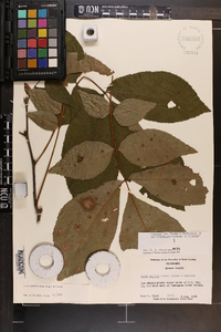 Carya pallida image