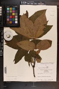 Carya pallida image