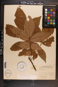 Carya pallida image