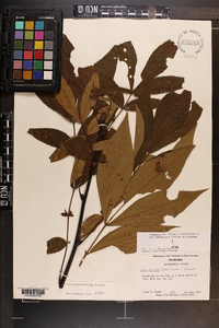 Carya pallida image