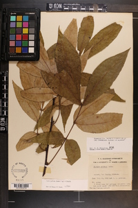 Carya pallida image