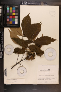 Carya pallida image