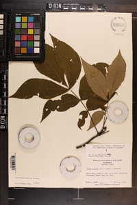 Carya pallida image