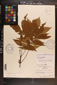 Carya pallida image