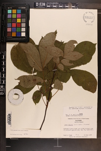 Carya pallida image